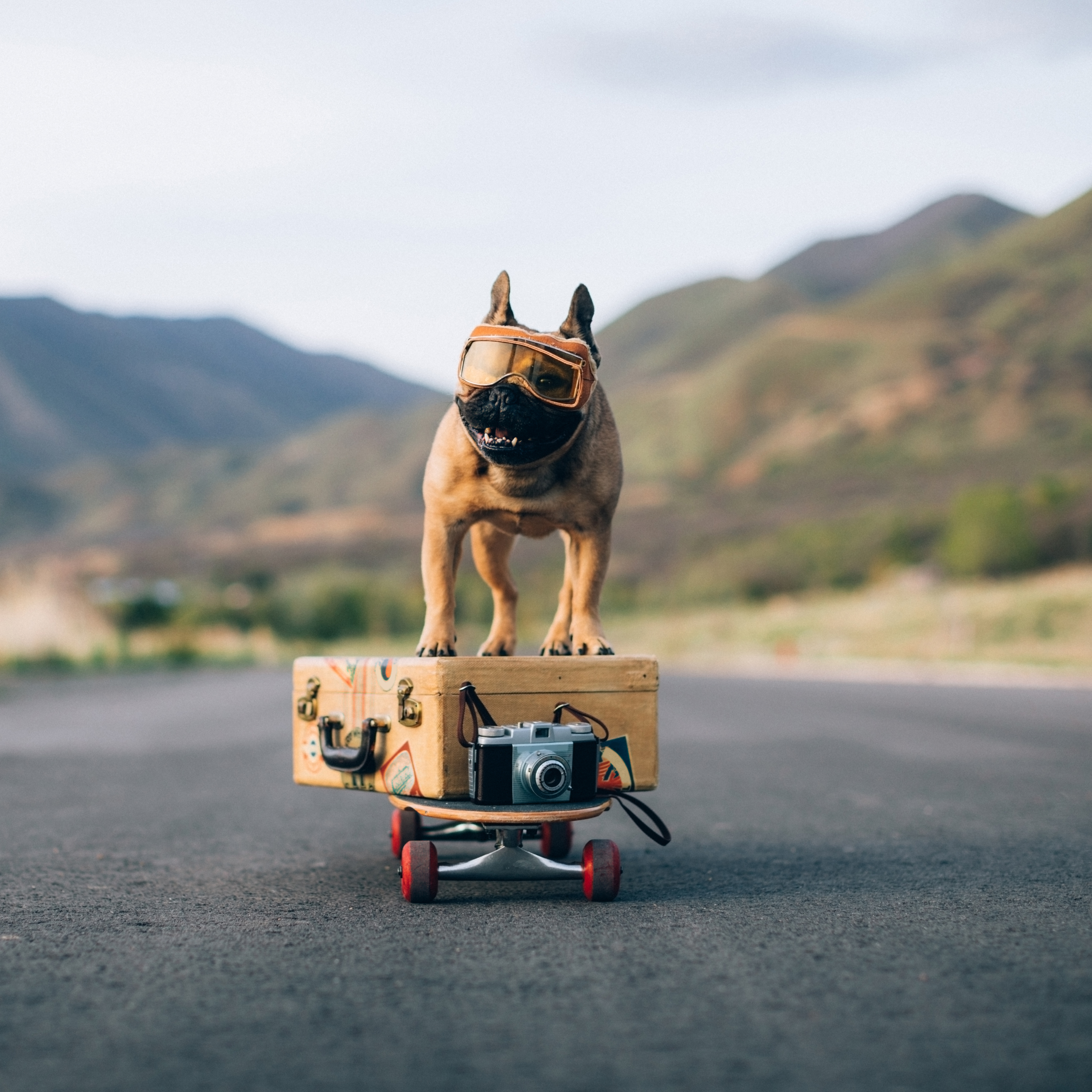 Eine französische Bulldogge, die in einem hundefreundlichen Urlaubsziel in Europa spielt