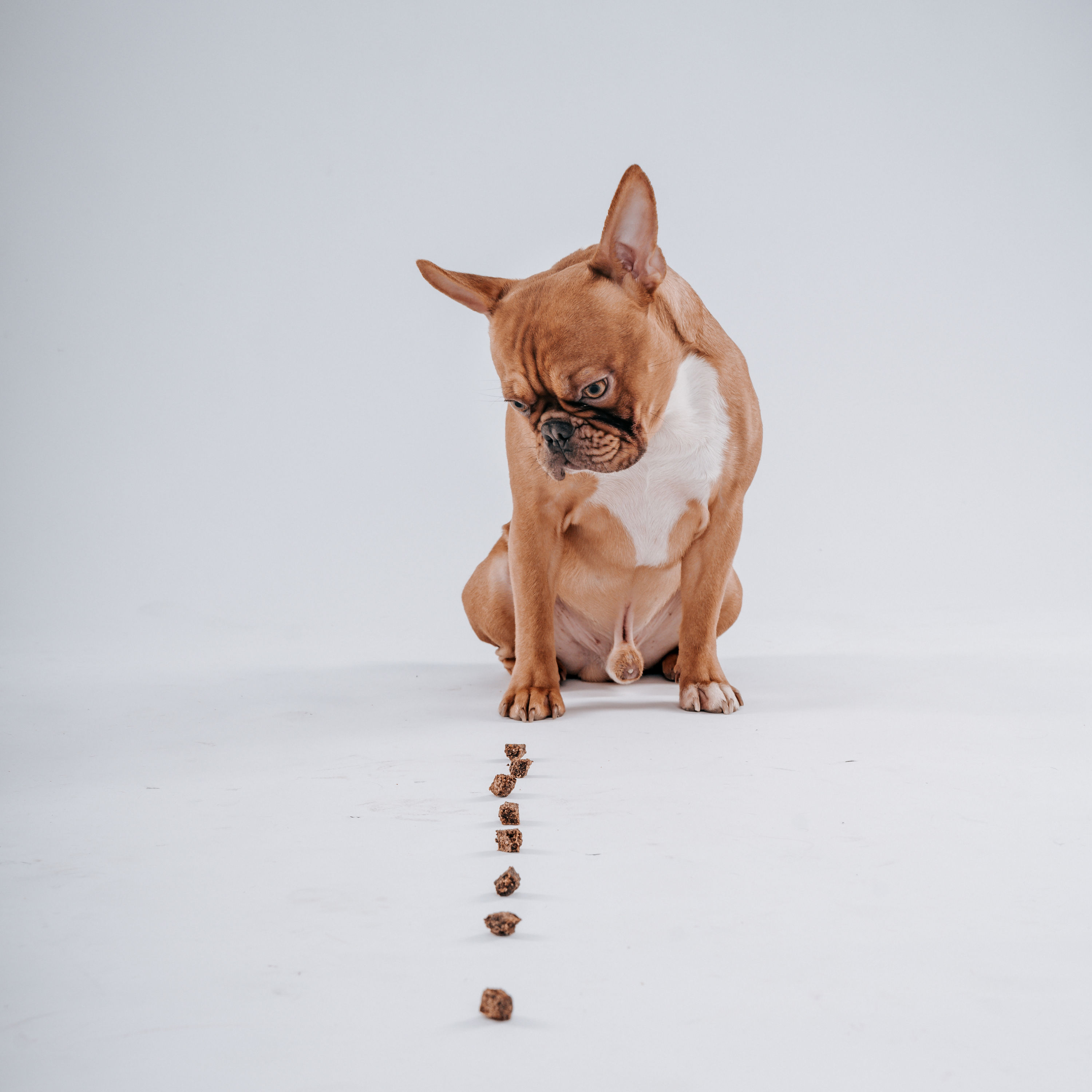 Gesunde und glückliche französische Bulldogge mit Hundefutter