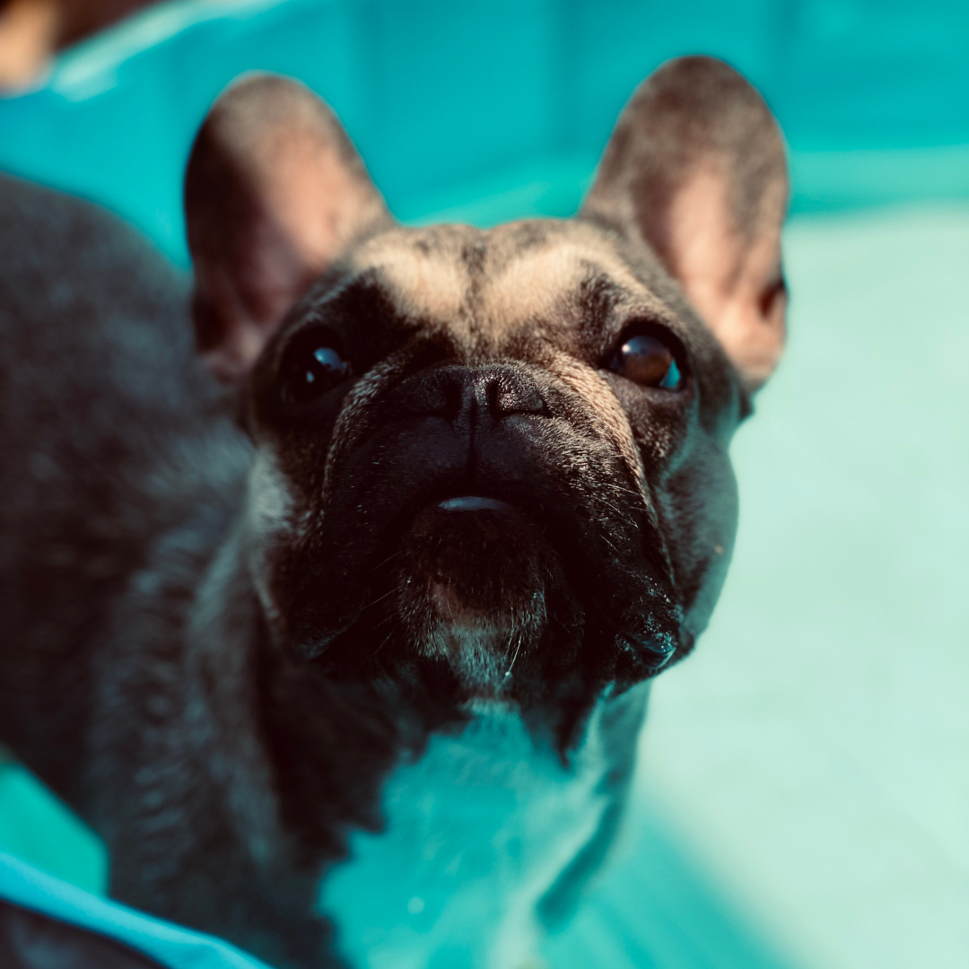 Französische Bulldogge genießt die eine frische Abkühlung im Hunde Pool 