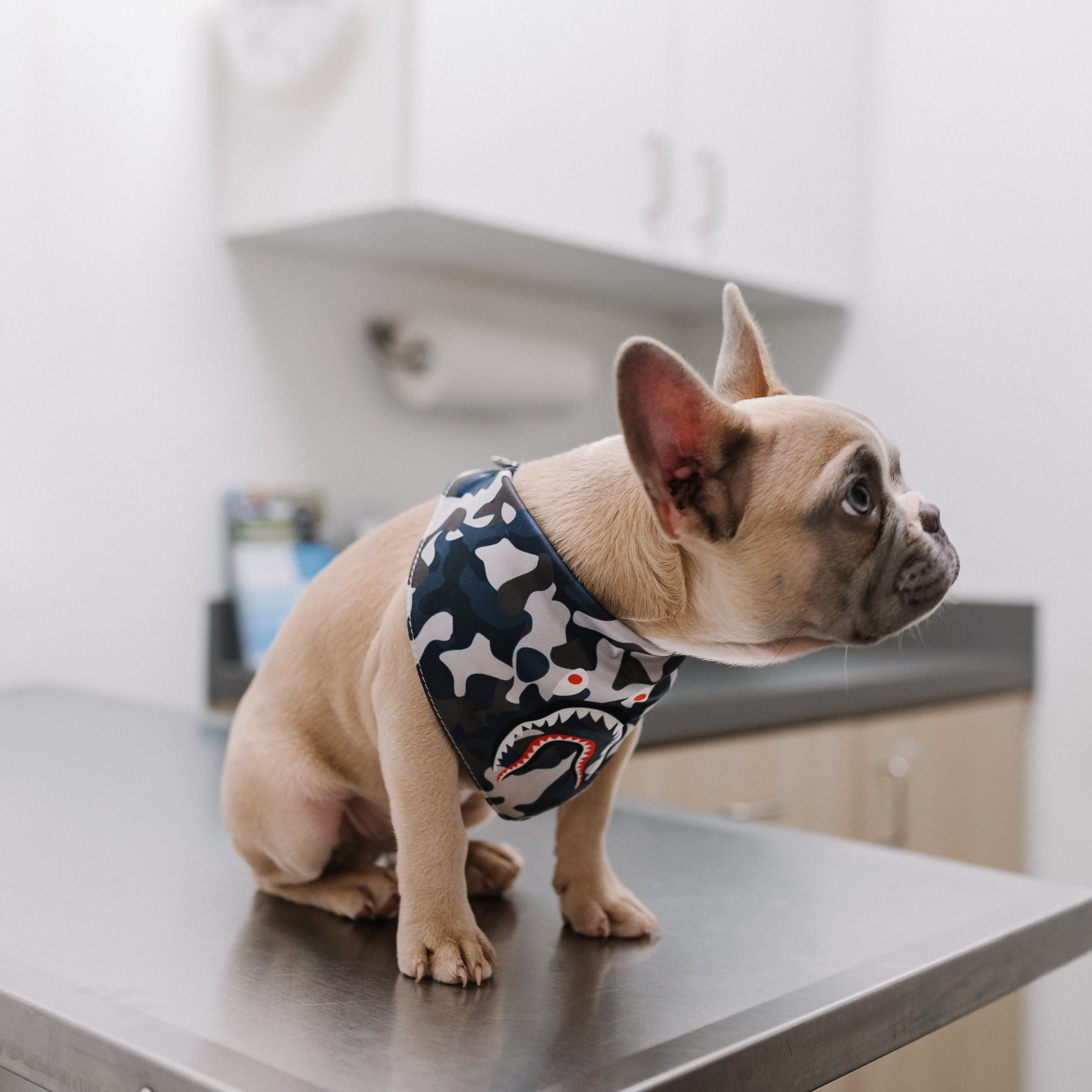 Hundekrankenversicherung für deine Französische Bulldogge