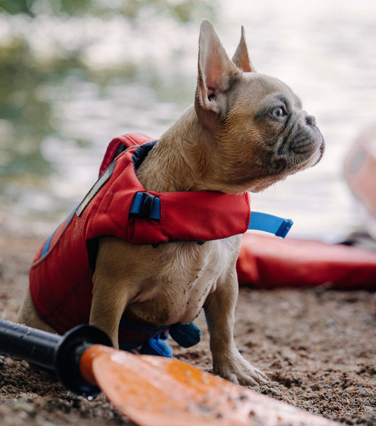 Schwimmweste Hund für französische Bulldoggen