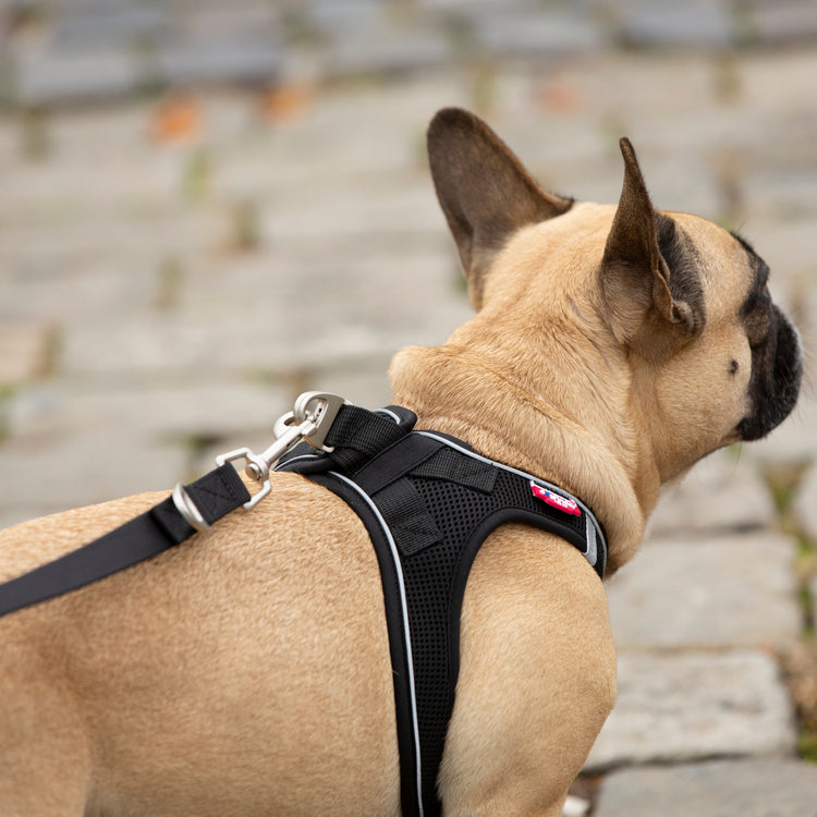 Französische Bulldogge - Verstellbare Basic Curli Leine - Schwarz - Eine farblich passende, verstellbare und komfortable Leine für Ihren Hund, ausgestattet mit einer Neoprenhandschlaufe und einer Metallöse zum Befestigen von Hilfsmitteln oder eines Kotbeutels.