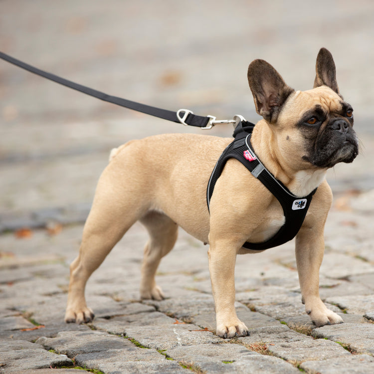 Französische Bulldogge - Verstellbare Basic Curli Leine - Schwarz - Eine farblich passende, verstellbare und komfortable Leine für Ihren Hund, ausgestattet mit einer Neoprenhandschlaufe und einer Metallöse zum Befestigen von Hilfsmitteln oder eines Kotbeutels.