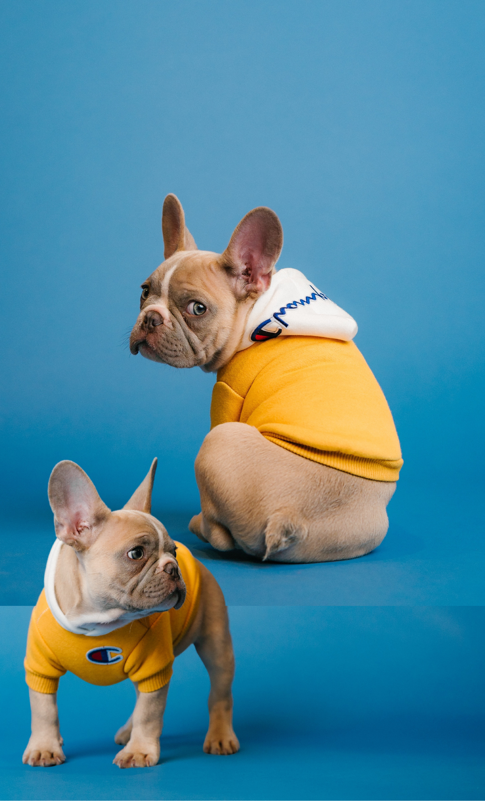 Supreme hoodie 2025 for dogs