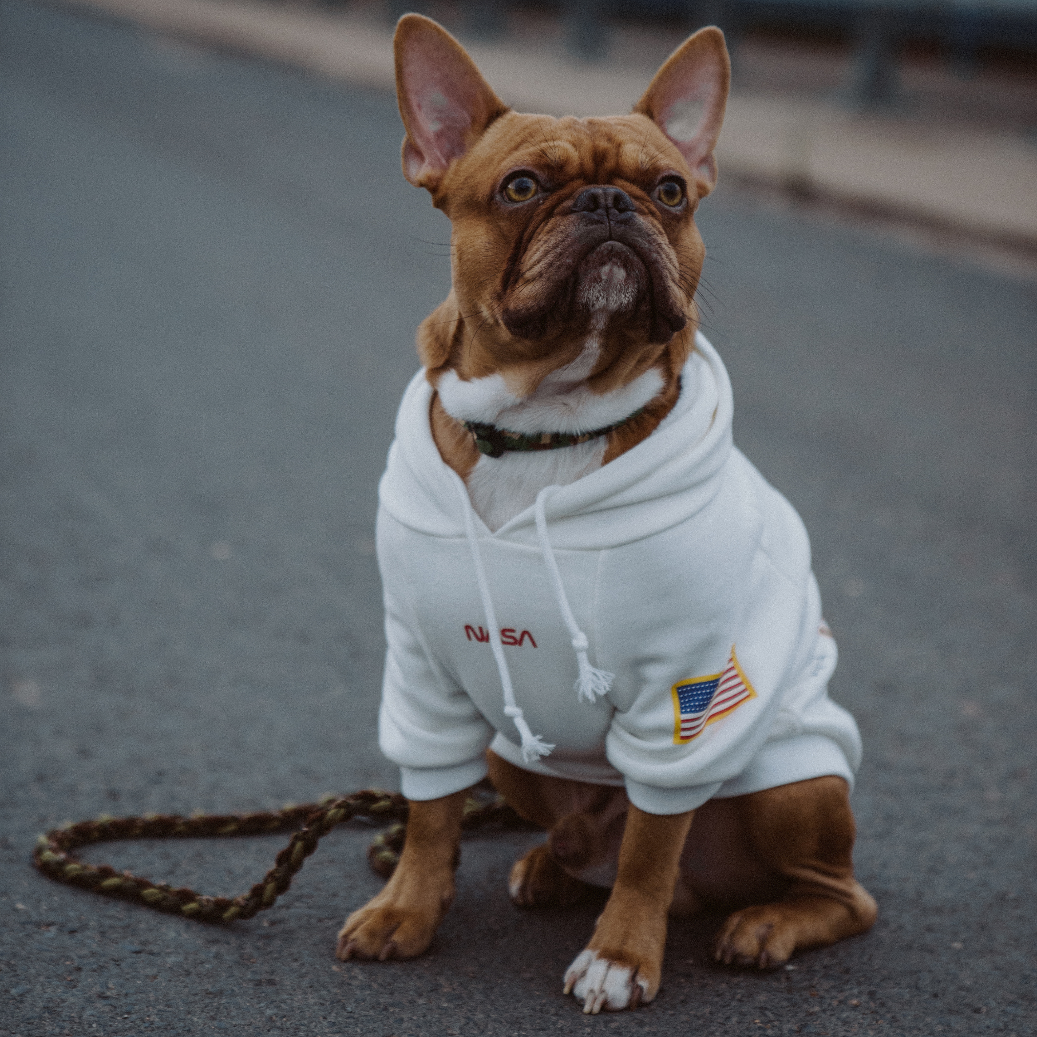 French bulldog supreme hoodie shop