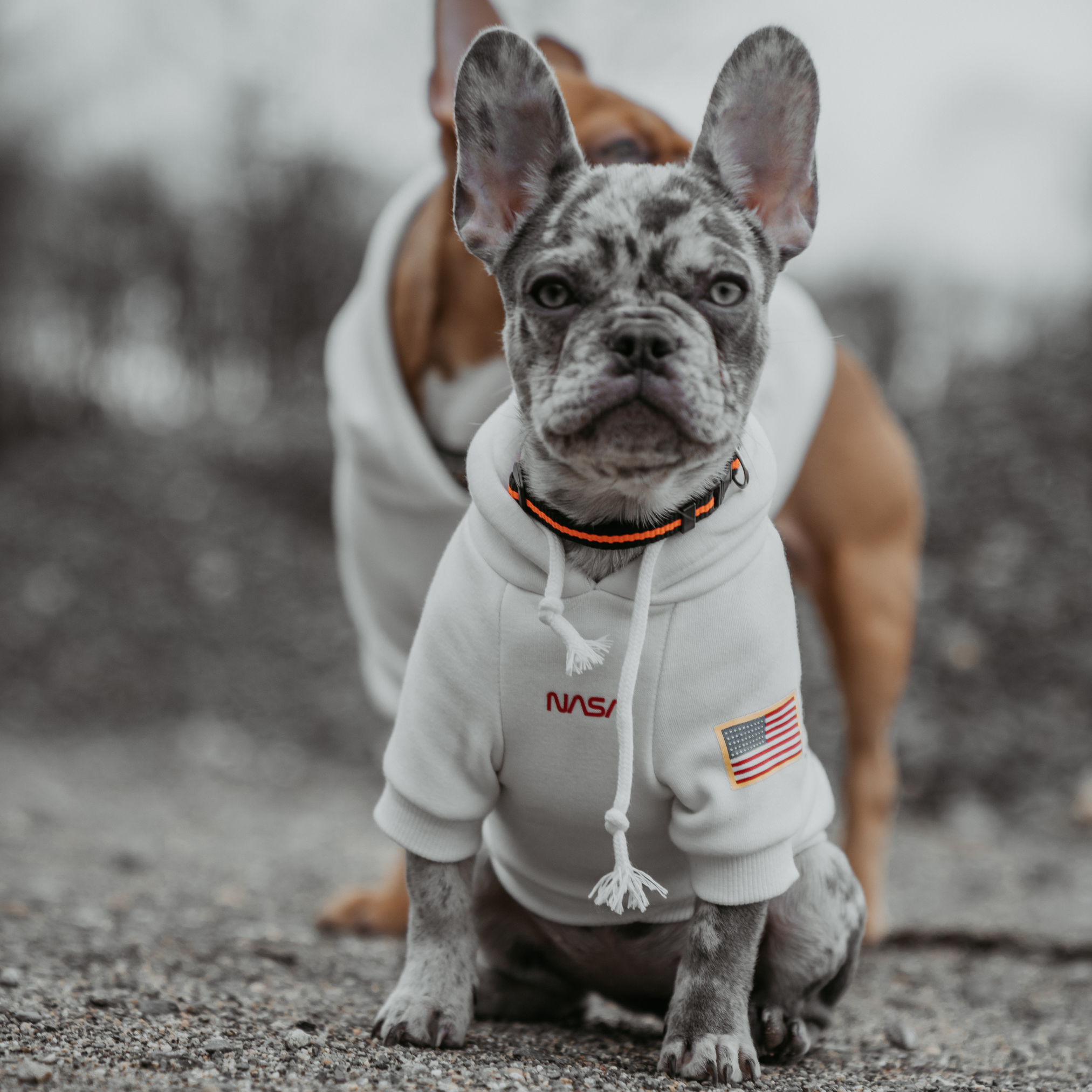 Supreme dog best sale sweatshirt