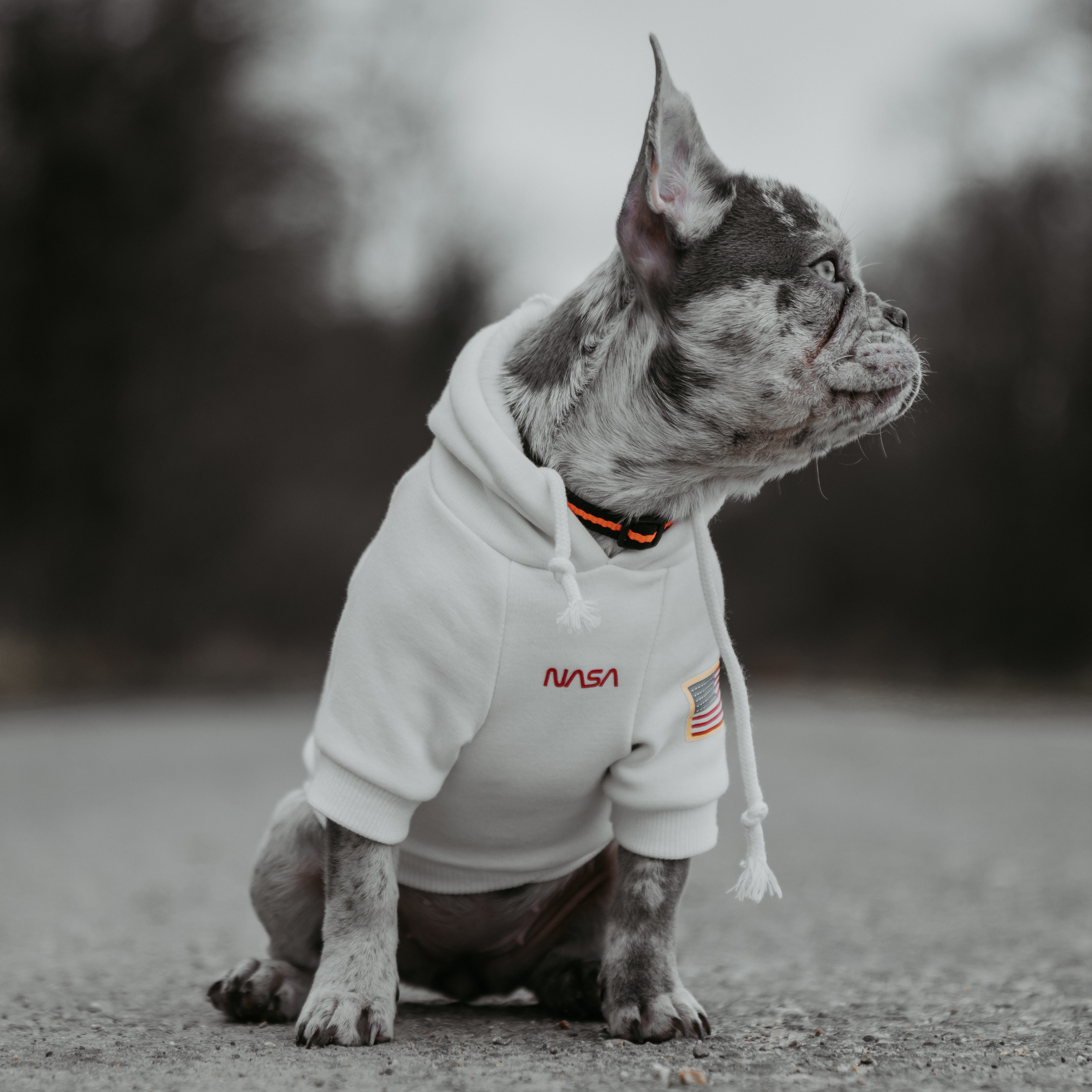Supreme 2025 dog sweater