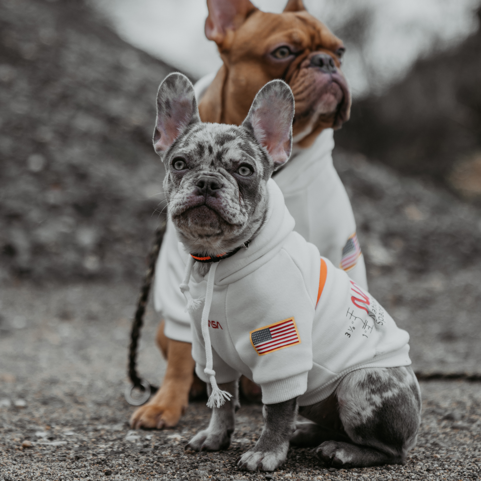 Supreme 2025 hoodie dog