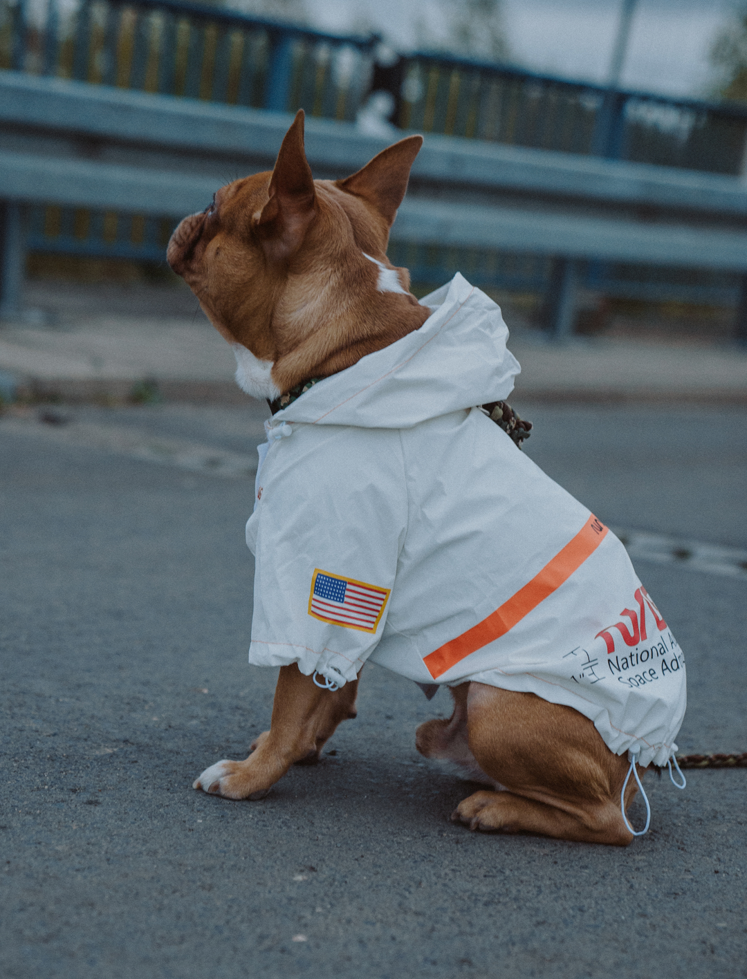 NASA™ Regenjacke für Hunde