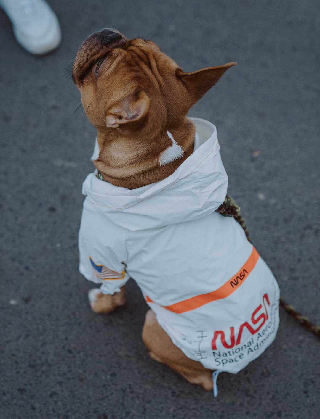 NASA™ Regenjacke für Hunde