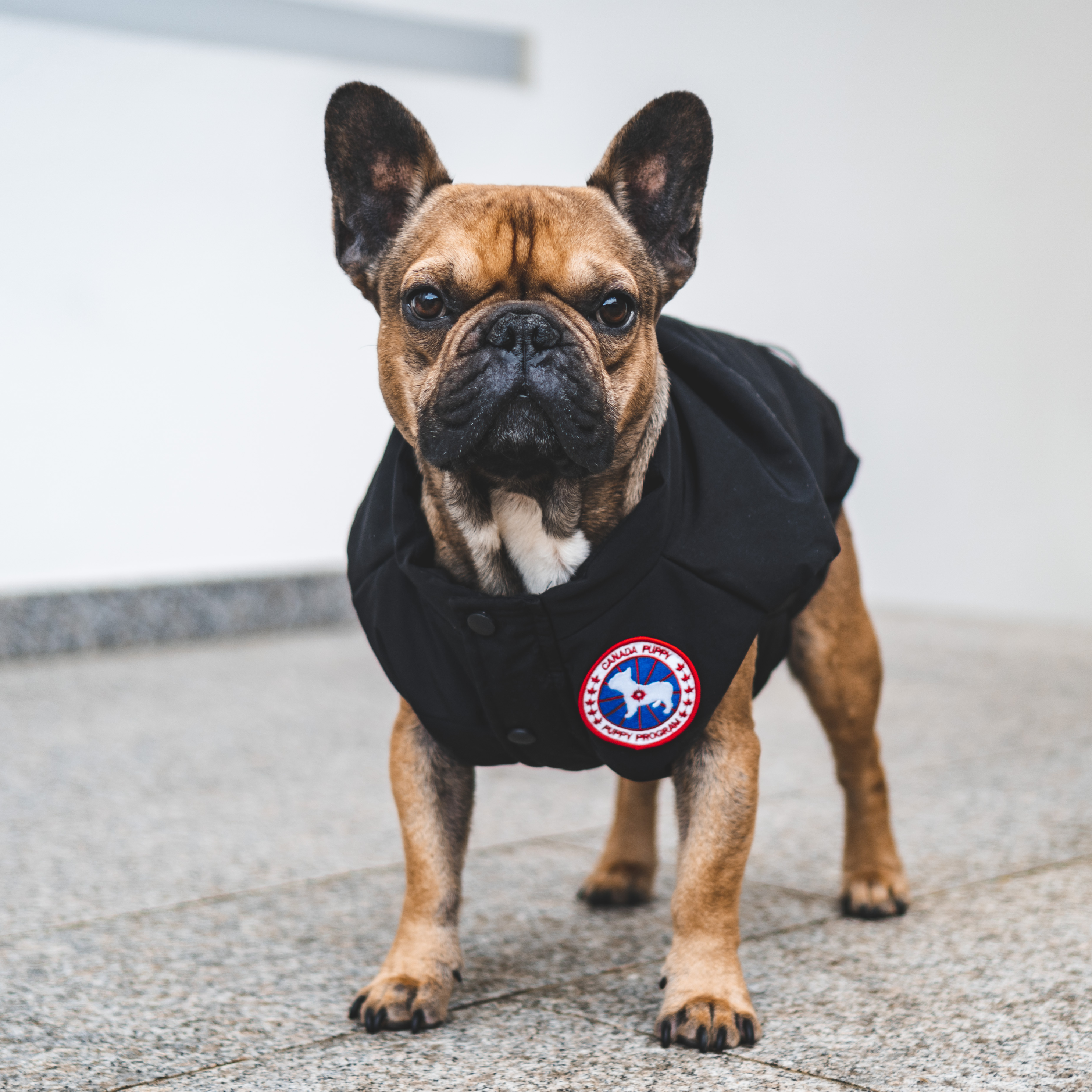 Supreme jacket for sales dogs